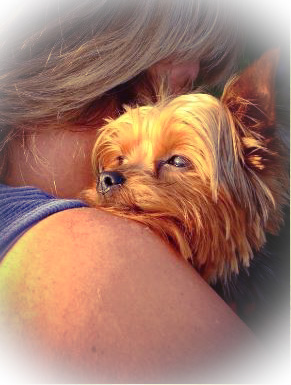 yorkie loss